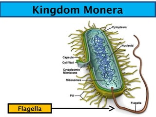 Kingdom Monera
Flagella
 