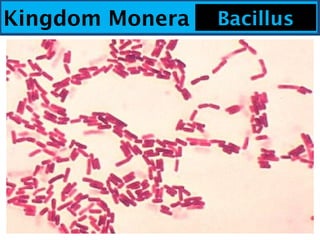 Kingdom Monera Bacillus
 