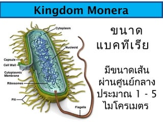 Kingdom Monera
ขนาด
แบคทีเรีย 
มีขนาดเส้น
ผ่านศูนย์กลาง
ประมาณ 1 - 5
ไมโครเมตร 
 