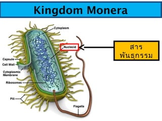 Kingdom Monera
สาร
พันธุกรรม
 