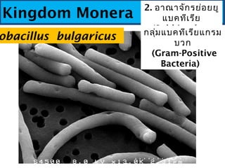 Kingdom Monera
2. อาณาจักรย่อยยู
แบคทีเรีย
(Subkingdom
Eubacteria)
กลุ่มแบคทีเรียแกรม
บวก
(Gram-Positive
Bacteria) 
obacil...