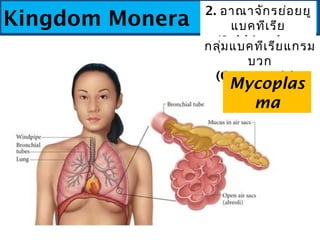 Kingdom Monera
2. อาณาจักรย่อยยู
แบคทีเรีย
(Subkingdom
Eubacteria)
กลุ่มแบคทีเรียแกรม
บวก
(Gram-Positive
Bacteria) 
Mycopl...