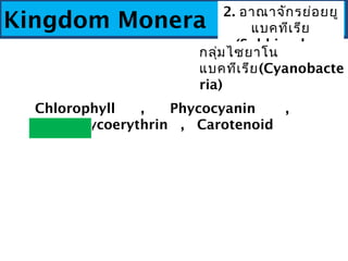 Kingdom Monera
2. อาณาจักรย่อยยู
แบคทีเรีย
(Subkingdom
Eubacteria)
กลุ่มไซยาโน
แบคทีเรีย(Cyanobacte
ria)
Chlorophyll , Phy...