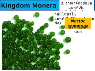 Kingdom Monera
2. อาณาจักรย่อยยู
แบคทีเรีย
(Subkingdom
Eubacteria)
กลุ่มไซยาโน
แบคทีเรีย(Cyanobacte
ria)
Nostoc
communeสาห...