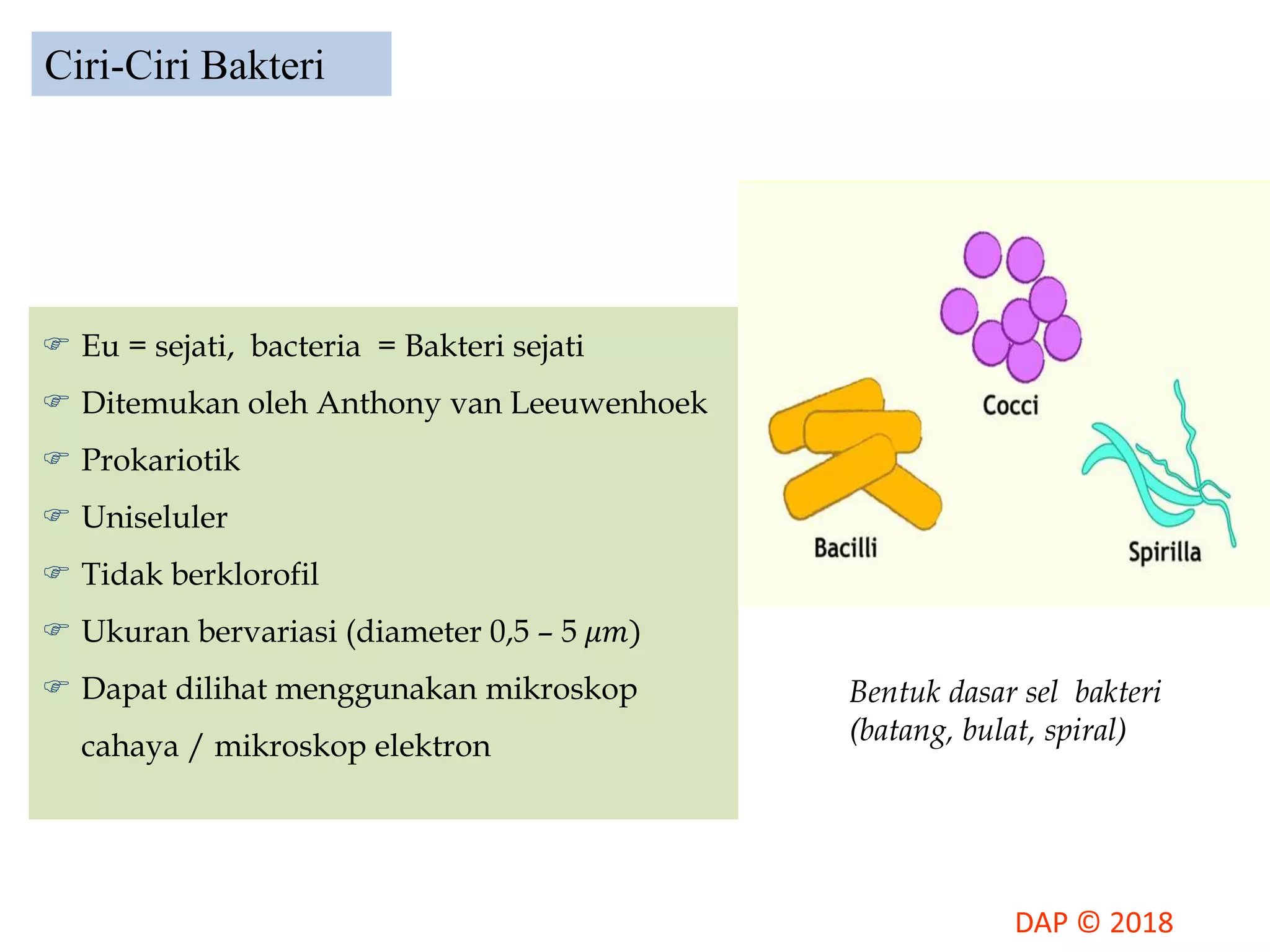 Kingdom Monera | PPTX