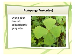 4 Morfologi Daun.pptx