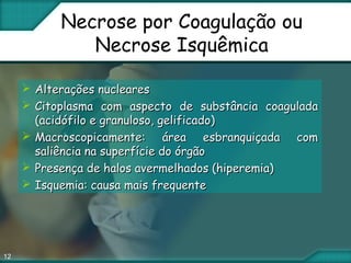 12
Necrose por Coagulação ou
Necrose Isquêmica
 Alterações nuclearesAlterações nucleares
 Citoplasma com aspecto de substância coaguladaCitoplasma com aspecto de substância coagulada
(acidófilo e granuloso, gelificado)(acidófilo e granuloso, gelificado)
 Macroscopicamente: área esbranquiçada comMacroscopicamente: área esbranquiçada com
saliência na superfície do órgãosaliência na superfície do órgão
 Presença de halos avermelhados (hiperemia)Presença de halos avermelhados (hiperemia)
 Isquemia: causa mais frequenteIsquemia: causa mais frequente
 