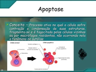 28
Apoptose
 ConceitoConceito –– Processo ativo no qual a célula sofreProcesso ativo no qual a célula sofre
contração e condensação de suas estruturas,contração e condensação de suas estruturas,
fragmenta-se e é fagocitada pelas células vizinhasfragmenta-se e é fagocitada pelas células vizinhas
ou por macrófagos residentes, não ocorrendo nelaou por macrófagos residentes, não ocorrendo nela
o fenômeno de autóliseo fenômeno de autólise
 