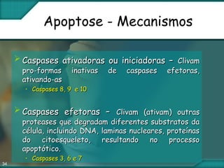 34
Apoptose - Mecanismos
 Caspases ativadoras ou iniciadoras –Caspases ativadoras ou iniciadoras – ClivamClivam
pro-formas inativas de caspases efetoras,pro-formas inativas de caspases efetoras,
ativando-asativando-as
• Caspases 8, 9 e 10Caspases 8, 9 e 10
 Caspases efetoras –Caspases efetoras – Clivam (ativam) outrasClivam (ativam) outras
proteases que degradam diferentes substratos daproteases que degradam diferentes substratos da
célula, incluindo DNA, laminas nucleares, proteínascélula, incluindo DNA, laminas nucleares, proteínas
do citoesqueleto, resultando no processodo citoesqueleto, resultando no processo
apoptótico.apoptótico.
• Caspases 3, 6 e 7Caspases 3, 6 e 7
 