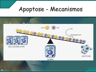 35
Apoptose - Mecanismos
 Família BclFamília Bcl
 