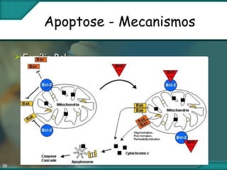 36
Apoptose - Mecanismos
 Família BclFamília Bcl
 