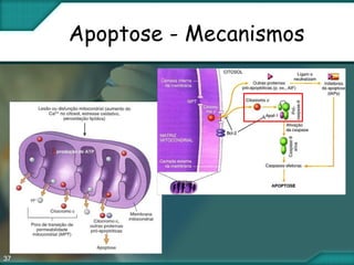37
Apoptose - Mecanismos
 