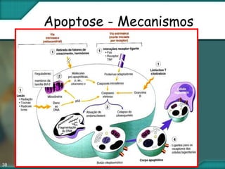 38
Apoptose - Mecanismos
 