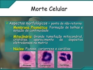 4
Morte Celular
 Aspectos morfológicos –Aspectos morfológicos – ponto de não-retorno:ponto de não-retorno:
• Membrana PlasmáticaMembrana Plasmática:: Formação de bolhas eFormação de bolhas e
solução de continuidadesolução de continuidade
• MitocôndriaMitocôndria:: Grande tumefação mitocondrial,Grande tumefação mitocondrial,
cristólise, aparecimento de depósitoscristólise, aparecimento de depósitos
eletrodensos na matrizeletrodensos na matriz
• NúcleoNúcleo:: Picnose, cariorrexe e cariólisePicnose, cariorrexe e cariólise
 