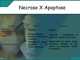 40
Necrose X Apoptose
CaracterísticaCaracterística NecroseNecrose ApoptoseApoptose
Liberação de enzimasLiberação de enzimas
lisossômicaslisossômicas
Presente Ausente
NúcleoNúcleo
Desaparecimento
(picnose, cariorrexe e
cariólise)
Convolução e fragmentação da
membrana nuclear (cariorrexe)
Cromatina Nuclear Cromatina Nuclear 
Formação de grumos
grosseiros e de
limites imprecisos
Compactação em massas densas
uniformes, alinhadas no lado
interno da membrana nuclear
(Crescentes)
 