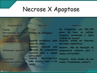 41
Necrose X Apoptose
CaracterísticaCaracterística NecroseNecrose ApoptoseApoptose
Padrão naPadrão na
Eletroforese do DNAEletroforese do DNA
em gel Agaroseem gel Agarose
"Padrão em esfregaço"
Em fragmentos com 180-200
pares de base ou múltiplo
integrais, produzindo o típico
"Padrão em escada"
Componentes celularesComponentes celulares
Digestão enzimática; pode
vazar da célula
Intactos; podem ser liberados
em corpos apoptóticos
Inflamação adjacenteInflamação adjacente
Presente; induzida pela
liberação de componentes
celulares para o espaço
extracelular
Ausente. Não há liberação de
componentes celulares para o
espaço extracelular
Fagocitose pelasFagocitose pelas
células da vizinhançacélulas da vizinhança
Ausente - Macrofagocitose
pode ocorrer, após a lise
celular
Presente, antes mesmo da lise
celular ("Canibalismo celular")
 
