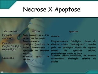 42
Necrose X Apoptose
CaracterísticaCaracterística NecroseNecrose ApoptoseApoptose
Formação deFormação de
cicatrizes cicatrizes 
Pode ocorrer, se a área
de necrose for ampla
Ausente
EstímuloEstímulo
Função fisiológicaFunção fisiológica
ou patológicaou patológica
Invariavelmente
patológica (resultado de
lesões irreversíveis –
agressões ou ambiente
hostil)
Frequentemente fisiológica, forma de
eliminar células "indesejadas"; também
pode ser patológica depois de algumas
formas de agressão celular,
principalmente danos ao DNA
OcorrênciaOcorrência
Acomete grupo de
células
Acomete células individuais, de maneira
assincrônica; eliminação seletiva de
células
 