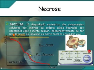 9
Necrose
 AutóliseAutólise  degradação enzimática dos componentesdegradação enzimática dos componentes
celulares por enzimas da própria célula liberadas doscelulares por enzimas da própria célula liberadas dos
lisossomos após a morte celular, independentemente de terlisossomos após a morte celular, independentemente de ter
havido morte do indivíduo ou morte focal no organismo vivohavido morte do indivíduo ou morte focal no organismo vivoAgressãoAgressão
EnergiaEnergia
TempoTempo
EEmínmín. - Função. - Função
EEmínmín. - Estrutura. - Estrutura
Morte CelularMorte Celular
CaCa2+2+
 