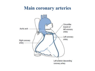 Main coronary arteries
 