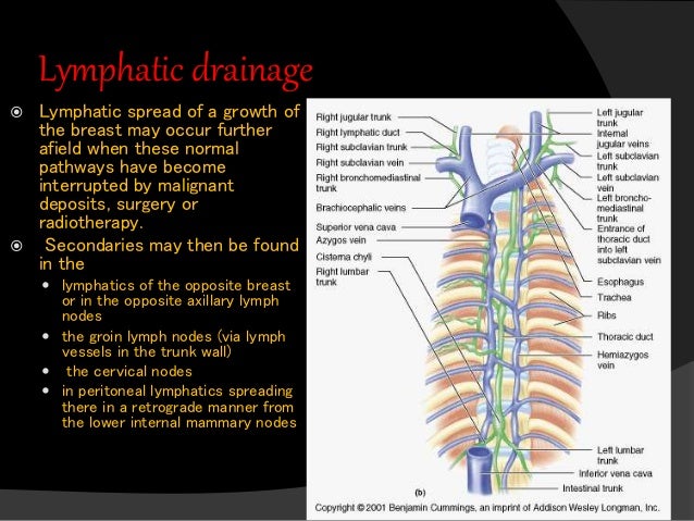 Lymphatic Drainage Of Breast And Its Applied