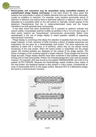 Biotechnology
(2014-2015) L. 4 
4 of 5 
 
Nanocrystals and nanowires may be assembled using unmodified bacteria or
sophisticated phage display techniques. It has been known for many years that
bacteria may accumulate a variety of metallic elements and may modify them chemically,
usually by oxidation or reduction. For example, many bacteria accumulate anions of
selenium or tellurium and reduce them to elemental selenium or tellurium, which is then
deposited as a precipitate either on the cell surface or internally. Certain species of the
bacterium Pseudomonas that live in metal-contaminated areas and the fungus
Verticillium can both generate silver nanocrystals.
It has been found that when Escherichia coli is exposed to cadmium chloride and
sodium sulfide, it precipitates cadmium sulfide as particles in the 2- to 5-nm size range. In
other words, bacteria can “biosynthesize” semiconductor nanocrystals. Rather more
sophisticated is the use of phage display to select peptides capable of organizing
semiconductor nanowires.
Phage display is a technique that allows the selection of peptides that bind any chosen
target molecule. In brief, stretches of DNA encoding a library of peptide sequences are
engineered into the gene for a bacteriophage coat protein. The extra sequences are
attached at either the C terminus or N terminus, where they do not disrupt normal
functioning of the coat protein. When the hybrid protein is assembled into the phage
capsid, the inserted peptides are displayed on the outside of the phage particle. The
library of phages is then screened against a target molecule. Those phages that bind the
target are kept. Phage display libraries have been screened to find peptides capable of
binding ZnS or CdS nanocrystals. Protein VIII of bacteriophage M13 was used for peptide
insertion. For example, ZnS was bound by the peptide VISNHAGSSRRL and CdS on the
peptide SLTPLTTSHLRS. Because the bacteriophage capsid contains many copies of
the coat protein, the displayed peptide is also present in many copies. Consequently an
array of nanocrystals forms on the phage surface. Because M13 is a filamentous phage,
the result is a semiconductor nanowire.
 