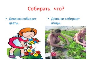 Собирать что?
• Девочка собирает   • Девочки собирают
  цветы.               ягоды.
 
