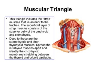 Triangular Parallel Muscle 4 neck | PPT