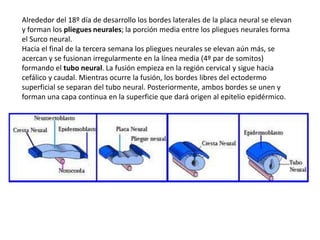 Alrededor del 18º día de desarrollo los bordes laterales de la placa neural se elevan
y forman los pliegues neurales; la porción media entre los pliegues neurales forma
el Surco neural.
Hacia el final de la tercera semana los pliegues neurales se elevan aún más, se
acercan y se fusionan irregularmente en la línea media (4º par de somitos)
formando el tubo neural. La fusión empieza en la región cervical y sigue hacia
cefálico y caudal. Mientras ocurre la fusión, los bordes libres del ectodermo
superficial se separan del tubo neural. Posteriormente, ambos bordes se unen y
forman una capa continua en la superficie que dará origen al epitelio epidérmico.
 