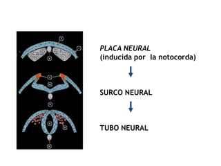PLACA NEURAL
(inducida por la notocorda)



SURCO NEURAL



TUBO NEURAL
 