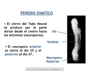 PERÍODO SOMÍTICO

• El cierre del Tubo Neural
se produce por la parte
dorsal desde el centro hacia                      TN
los extremos (neuroporos).

                                           Somitas
• El neuroporo anterior
se cierra el día 25 y el
posterior el día 27.
                                          Neuroporo
                                          Posterior

              www.unsd.com.au/facultyofanatomy/embryologypage.htm
 