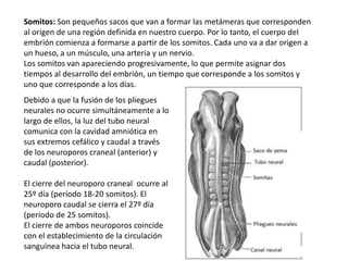 Somitos: Son pequeños sacos que van a formar las metámeras que corresponden
al origen de una región definida en nuestro cuerpo. Por lo tanto, el cuerpo del
embrión comienza a formarse a partir de los somitos. Cada uno va a dar origen a
un hueso, a un músculo, una arteria y un nervio.
Los somitos van apareciendo progresivamente, lo que permite asignar dos
tiempos al desarrollo del embrión, un tiempo que corresponde a los somitos y
uno que corresponde a los días.
Debido a que la fusión de los pliegues
neurales no ocurre simultáneamente a lo
largo de ellos, la luz del tubo neural
comunica con la cavidad amniótica en
sus extremos cefálico y caudal a través
de los neuroporos craneal (anterior) y
caudal (posterior).

El cierre del neuroporo craneal ocurre al
25º día (período 18-20 somitos). El
neuroporo caudal se cierra el 27º día
(período de 25 somitos).
El cierre de ambos neuroporos coincide
con el establecimiento de la circulación
sanguínea hacia el tubo neural.
 