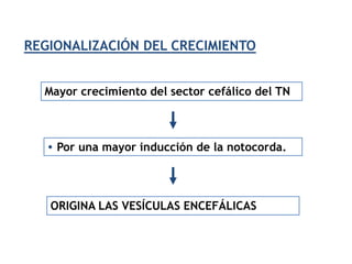 REGIONALIZACIÓN DEL CRECIMIENTO


  Mayor crecimiento del sector cefálico del TN



   • Por una mayor inducción de la notocorda.




   ORIGINA LAS VESÍCULAS ENCEFÁLICAS
 