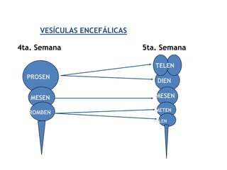 VESÍCULAS ENCEFÁLICAS

4ta. Semana                  5ta. Semana

                                TELEN
  PROSEN
                                 DIEN

   MESEN                        MESEN

                                METEN
  ROMBEN
                               MIELEN
 