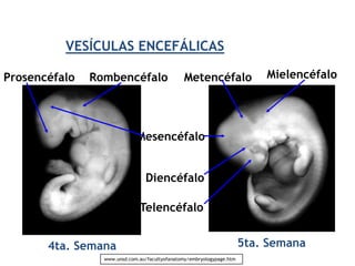 VESÍCULAS ENCEFÁLICAS

Prosencéfalo   Rombencéfalo                     Metencéfalo                Mielencéfalo




                             Mesencéfalo


                                 Diencéfalo

                              Telencéfalo


       4ta. Semana                                                     5ta. Semana
                 www.unsd.com.au/facultyofanatomy/embryologypage.htm
 