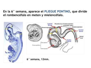 En la 6° semana, aparece el PLIEGUE PONTINO, que divide
el rombencéfalo en meten y mielencéfalo.




               6° semana, 12mm.
 