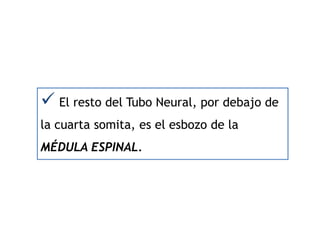  El resto del Tubo Neural, por debajo de
la cuarta somita, es el esbozo de la
MÉDULA ESPINAL.
 