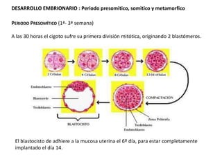 DESARROLLO EMBRIONARIO : Periodo presomitico, somitico y metamorfico

PERIODO PRESOMÍTICO (1ª- 3ª semana)

A las 30 horas el cigoto sufre su primera división mitótica, originando 2 blastómeros.




 El blastocisto de adhiere a la mucosa uterina el 6º día, para estar completamente
 implantado el día 14.
 