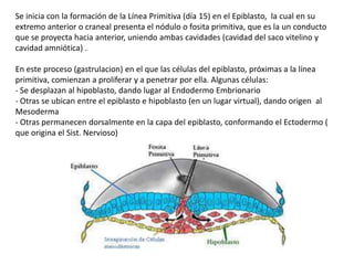 Se inicia con la formación de la Línea Primitiva (día 15) en el Epiblasto, la cual en su
extremo anterior o craneal presenta el nódulo o fosita primitiva, que es la un conducto
que se proyecta hacia anterior, uniendo ambas cavidades (cavidad del saco vitelino y
cavidad amniótica) .

En este proceso (gastrulacion) en el que las células del epiblasto, próximas a la línea
primitiva, comienzan a proliferar y a penetrar por ella. Algunas células:
- Se desplazan al hipoblasto, dando lugar al Endodermo Embrionario
- Otras se ubican entre el epiblasto e hipoblasto (en un lugar virtual), dando origen al
Mesoderma
- Otras permanecen dorsalmente en la capa del epiblasto, conformando el Ectodermo (
que origina el Sist. Nervioso)
 