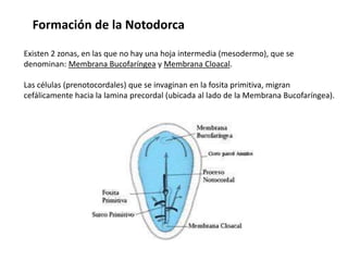 Formación de la Notodorca

Existen 2 zonas, en las que no hay una hoja intermedia (mesodermo), que se
denominan: Membrana Bucofaríngea y Membrana Cloacal.

Las células (prenotocordales) que se invaginan en la fosita primitiva, migran
cefálicamente hacia la lamina precordal (ubicada al lado de la Membrana Bucofaríngea).
 