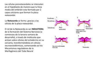 Las células prenotocordales se intercalan
en el hipoblasto de manera que la línea
media del embrión esta formada por 2
capas celulares que forman la placa
notocordal.

La Notocorda se forma gracias a las
células de la placa notocordal.

El rol de la Notocorda es ser INDUCTORA
de la formación del Sistema Nervioso (a
comienzos de la tercera semana de
desarrollo), a través de moléculas que
actúan sobre células del ectodermo en su
cercanía, transformándolas en células
neuroectodérmicas, comenzando así los
Mecanismos reguladores de la
Morfogénesis del Tubo Neural
 