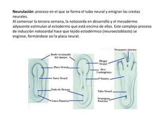 Neurulación: proceso en el que se forma el tubo neural y emigran las crestas
neurales.
Al comenzar la tercera semana, la notocorda en desarrollo y el mesodermo
adyacente estimulan al ectodermo que está encima de ellos. Este complejo proceso
de inducción notocordal hace que tejido ectodérmico (neuroectoblasto) se
engrose, formándose así la placa neural.
 