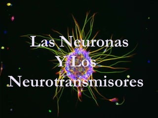 Las Neuronas
Y Los
Neurotransmisores
 