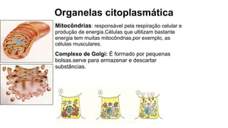 Organelas citoplasmática
Mitocôndrias: responsável pela respiração celular e
produção de energia.Células que ultilizam bastante
energia tem muitas mitocôndrias,por exemplo, as
células musculares.
Complexo de Golgi: É formado por pequenas
bolsas.serve para armazenar e descartar
substâncias.
 