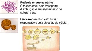 Retículo endoplasmático
É responsável pelo transporte,
distribuição e armazenamento de
substâncias.
Lisossomos: São estruturas
responsáveis pela digestão da célula.
 