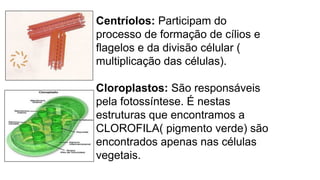 Centríolos: Participam do
processo de formação de cílios e
flagelos e da divisão célular (
multiplicação das células).
Cloroplastos: São responsáveis
pela fotossíntese. É nestas
estruturas que encontramos a
CLOROFILA( pigmento verde) são
encontrados apenas nas células
vegetais.
 