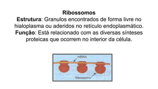 Ribossomos
Estrutura: Granulos encontrados de forma livre no
hialoplasma ou aderidos no retículo endoplasmático.
Função: Está relacionado com as diversas sínteses
proteicas que ocorrem no interior da célula.
 