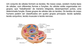 Um conjunto de células formam os tecidos. No nosso corpo, existem muitos tipos
de células, com diferentes formas e funções. As células estão organizadas em
grupos, que “trabalhando” de maneira integrada, desempenham juntos, uma
determinada função. Esses grupos de células são os tecidos. Os tecidos do corpo
humano podem ser classificados em quatro grupos principais: tecido epitelial,
tecido conjuntivo, tecido muscular e tecido nervoso.
 