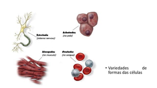 O problema ou
o desafio
Explique a questão ou o
problema que você
investigou
 