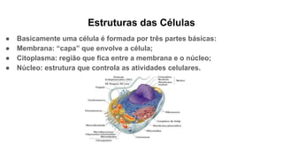 Estruturas das Células
● Basicamente uma célula é formada por três partes básicas:
● Membrana: “capa” que envolve a célula;
● Citoplasma: região que fica entre a membrana e o núcleo;
● Núcleo: estrutura que controla as atividades celulares.
 