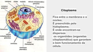Meu método
de teste
Fica entre a membrana e o
núcleo;
É preenchido pelo
hialoplasma;
É onde encontram-se
dispersos
os organóides (organelas
citoplasmática) que garantem
o bom funcionamento da
célula.
Citoplasma
 